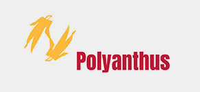 polyanthus